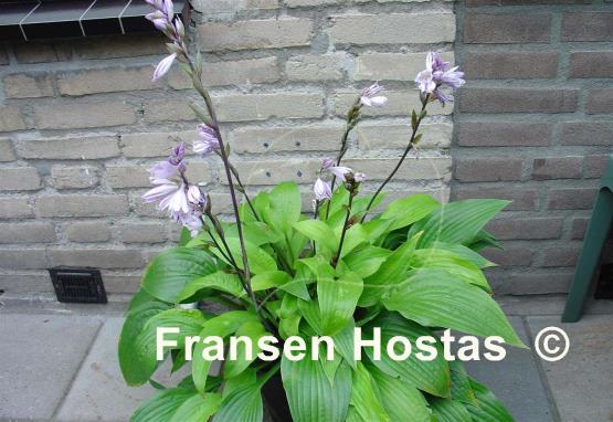 Hosta Little Black Scape