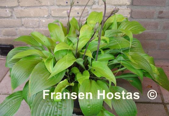 Hosta Little Black Scape