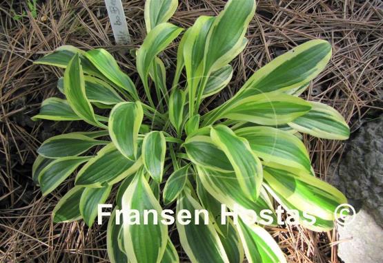 Hosta Little Bo Peep