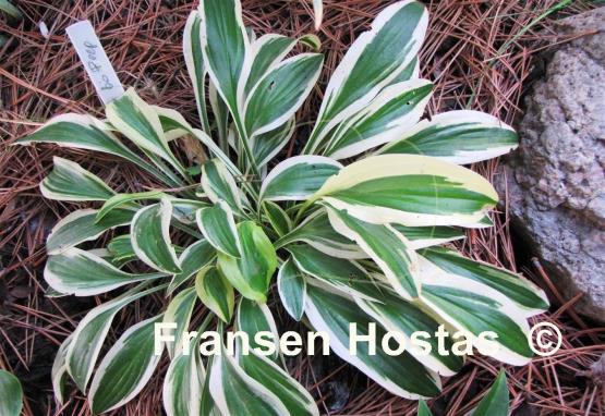 Hosta Little Bo Peep