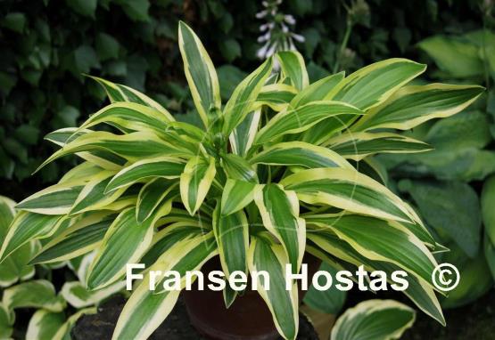 Hosta Little Bo Peep