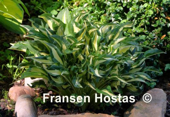 Hosta Little Caesar