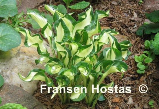 Hosta Little Caesar