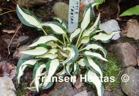 Hosta Little Caesar