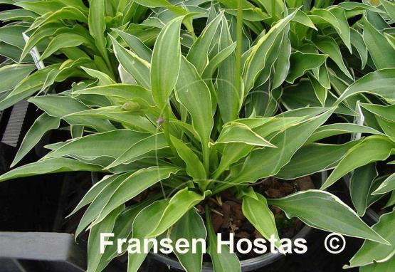 Hosta Little Devil