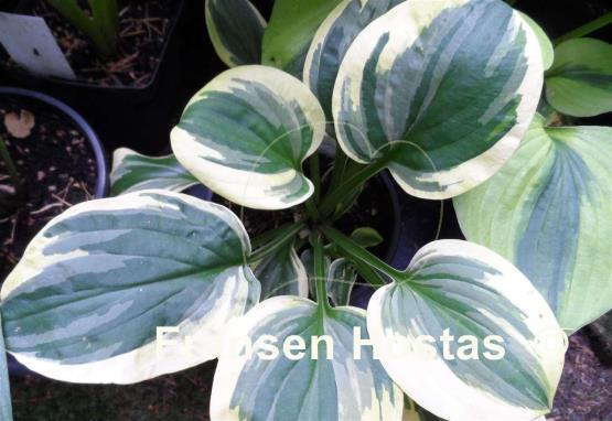 Hosta Little Doll