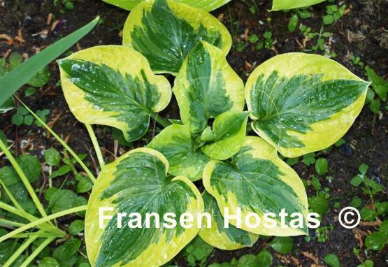 Hosta Little Doll