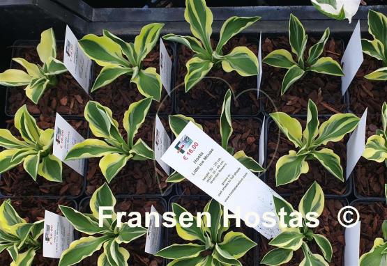 Hosta Little Ice Mouse