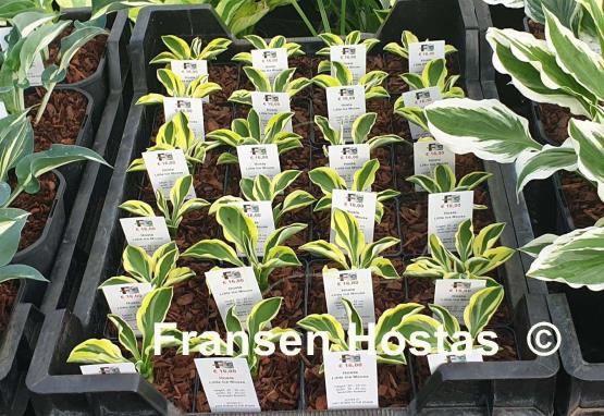 Hosta Little Ice Mouse