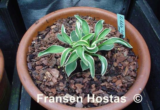 Hosta Little Ice Mouse
