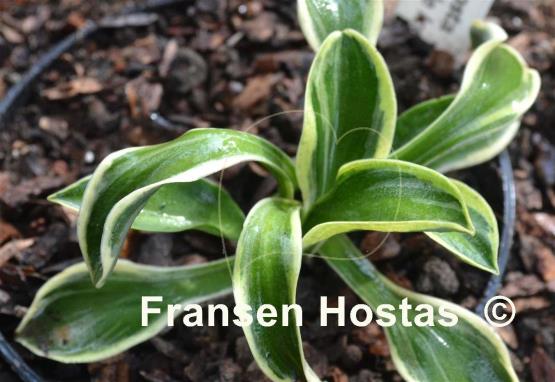 Hosta Little Ice Mouse