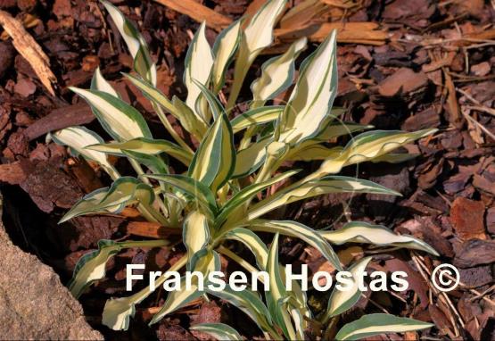 Hosta Little Jay