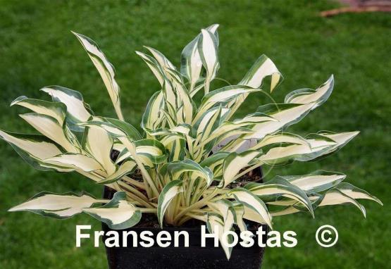 Hosta Little Jay