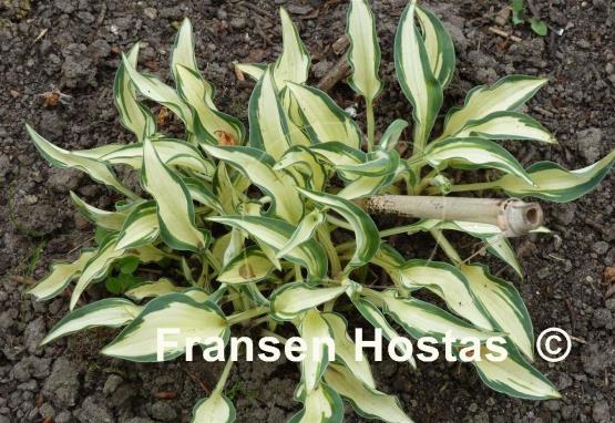 Hosta Little Jay