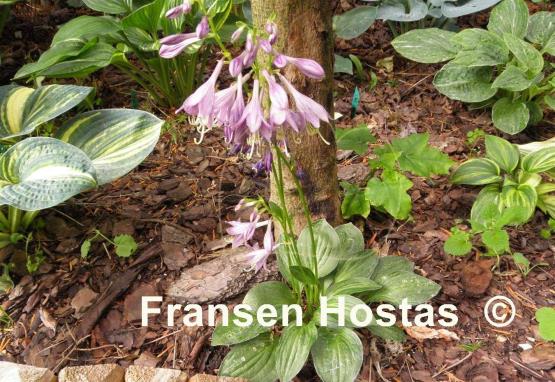 Hosta Little Maddie