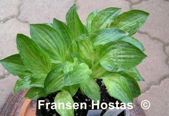 Hosta Little Maddie