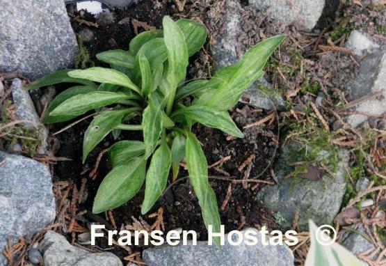 Hosta Little Maddie