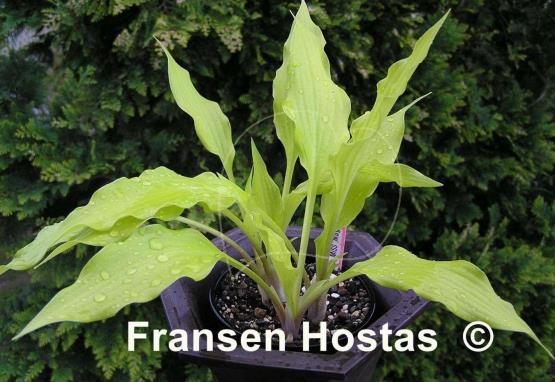 Hosta Little Miss Magic