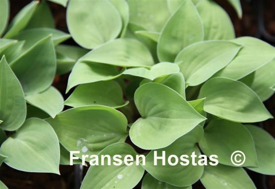 Hosta Little Miss Muffet