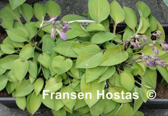 Hosta Little Miss Muffet