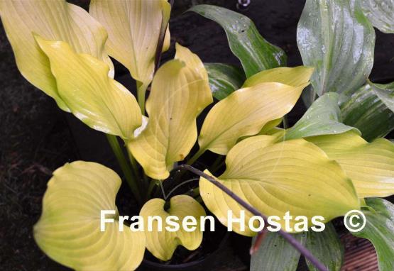 Hosta Little Miss Sunshine
