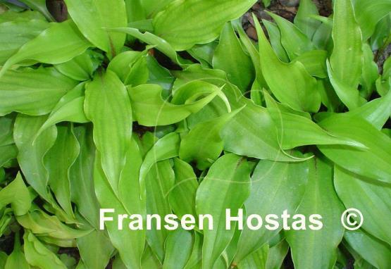 Hosta Little Red Joy