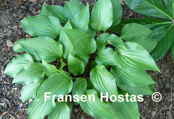 Hosta Little Red Rooster