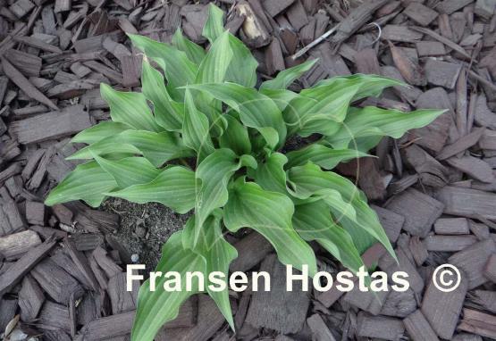Hosta Little Red Rooster
