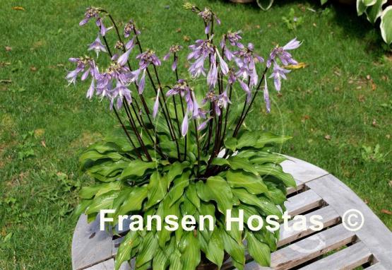 Hosta Little Red Rooster