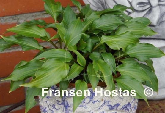 Hosta Little Red Rooster