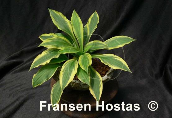 Hosta Little Star Struck