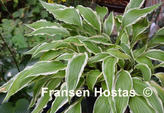Hosta Little Starlet