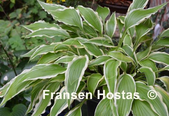 Hosta Little Starlet