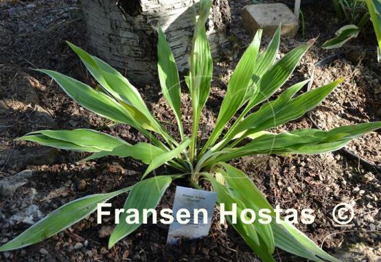 Hosta Little Starlet