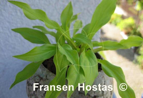 Hosta Little Stiffy