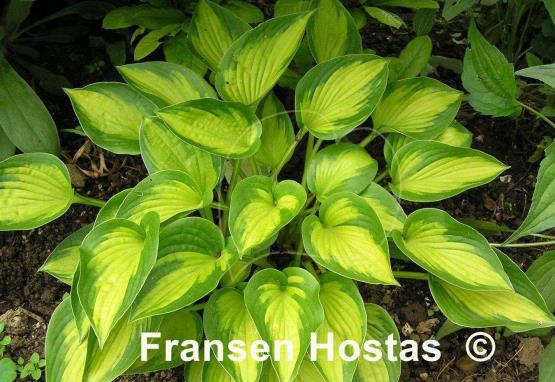 Hosta Little Sunspot