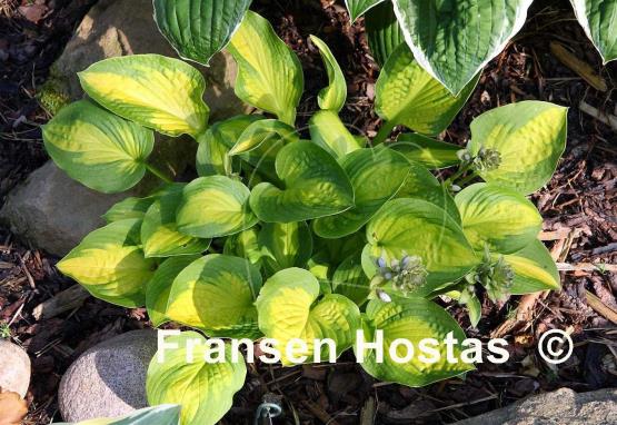 Hosta Little Sunspot