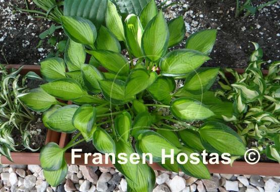 Hosta Little Sunspot