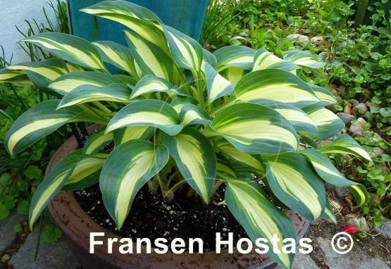 Hosta Little Treasure
