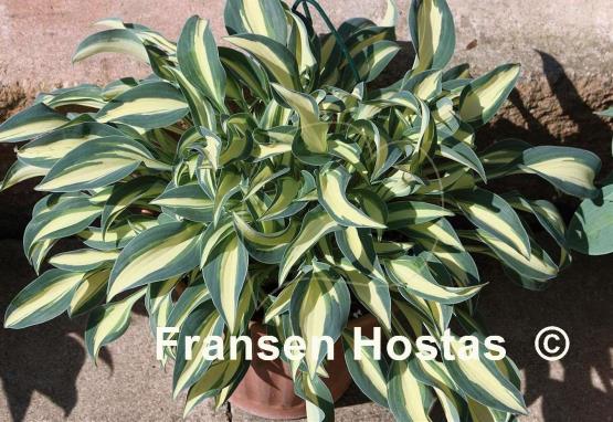 Hosta Little Treasure