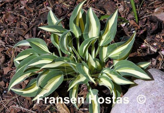 Hosta Little Treasure