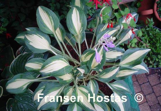 Hosta Little Treasure