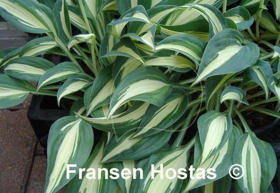 Hosta Little Treasure