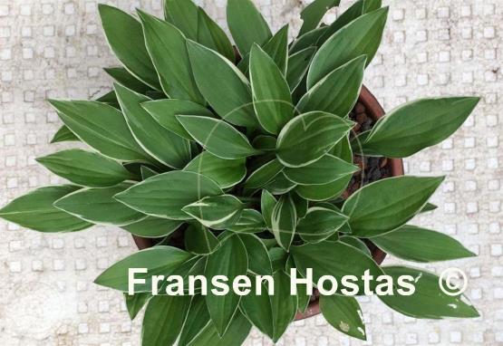 Hosta Little White Lines