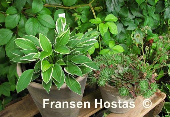 Hosta Little White Lines