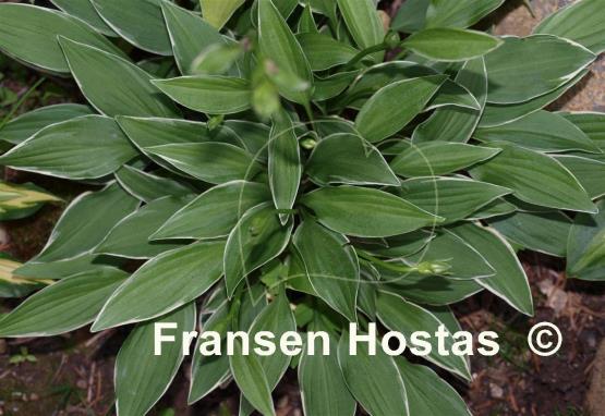 Hosta Little White Lines
