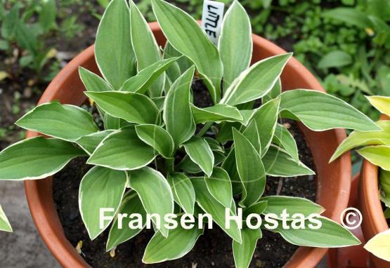 Hosta Little White Lines