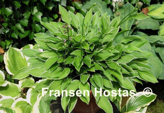 Hosta Little White Lines