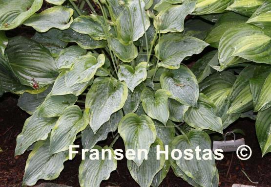 Hosta Little Wiggler