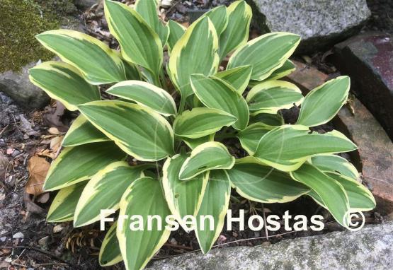 Hosta Little Wonder